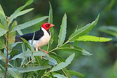 Yellow-billed Cardinal